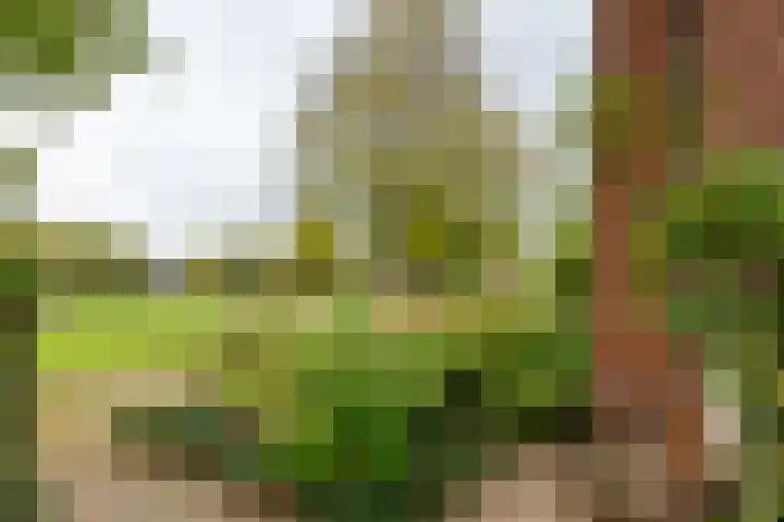 Burgemeester Brandtlaan 2 Velp thumbnail 6