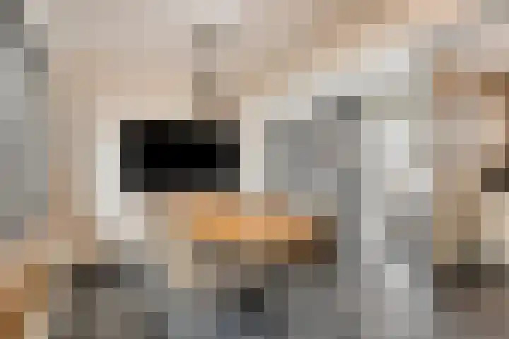 Burgemeester de Bekkerlaan 18 Gemert thumbnail 15