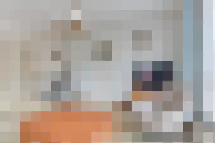 Burgemeester de Boerlaan 3 Obdam thumbnail 10