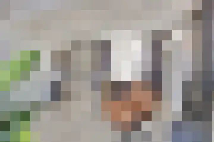 Burgemeester Hackstraat 31 Wolphaartsdijk thumbnail 9
