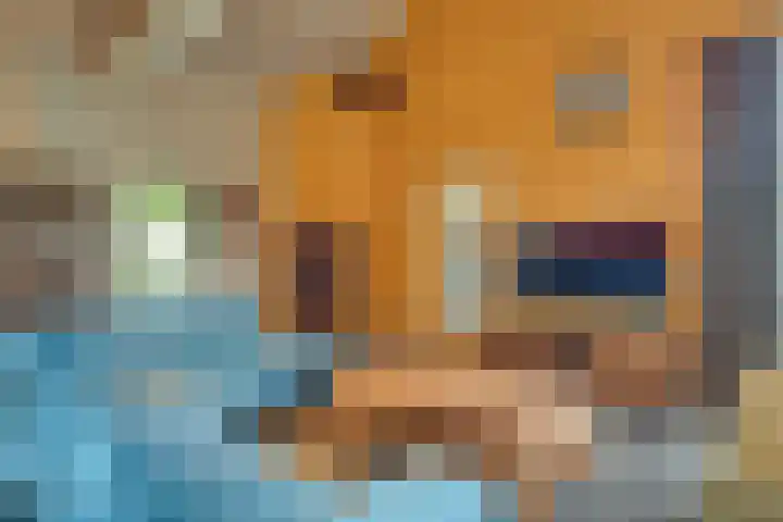 Burgemeester Hoogenboomlaan 11 Hoogwoud thumbnail 11