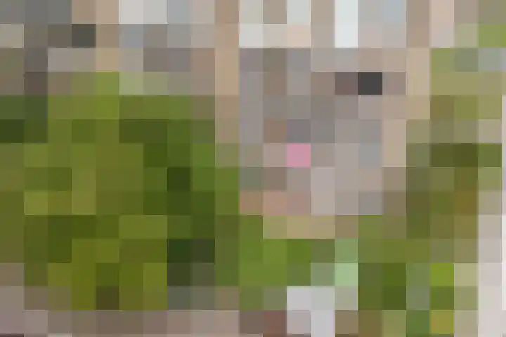 Burgemeester Norbruislaan 340 Utrecht thumbnail 28