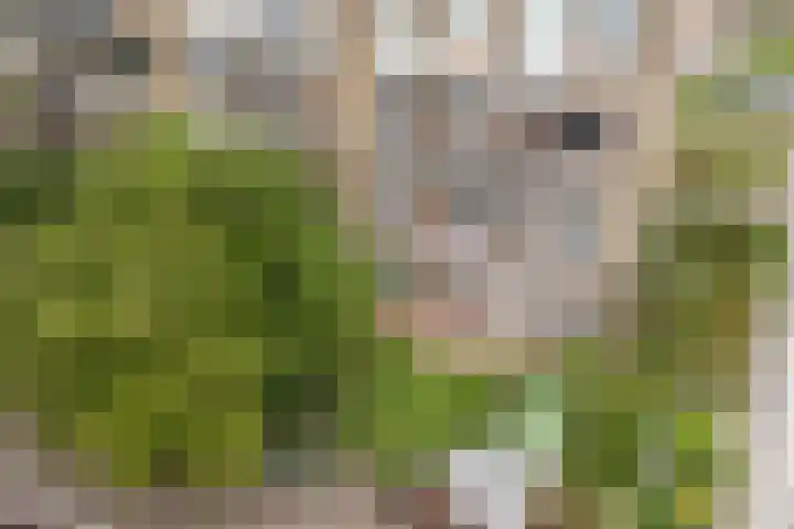 Burgemeester Norbruislaan 340 Utrecht thumbnail 37