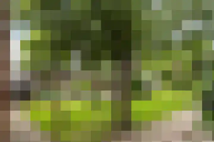 Burgemeester Osselaan 1 Schoonebeek thumbnail 7