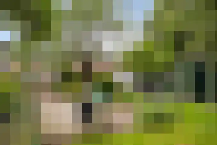 Burgemeester Osselaan 1 Schoonebeek thumbnail 9