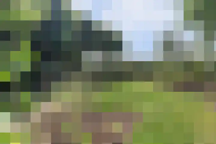 Burgemeester Sprengerlaan 2 Ewijk thumbnail 4