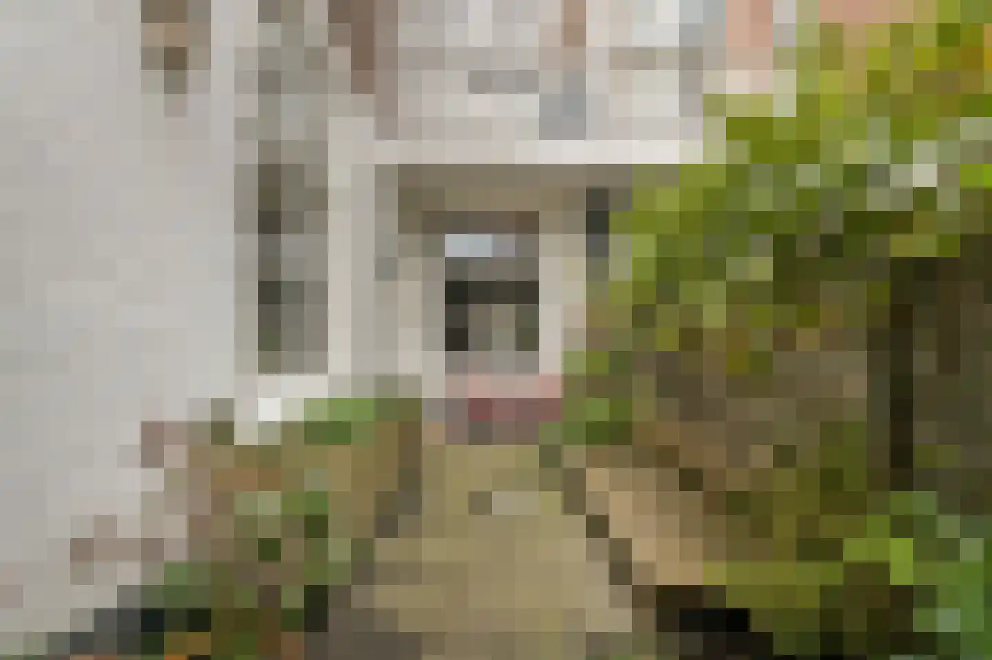 Burgemeester van der Werffstraat 35 Den Haag thumbnail 22