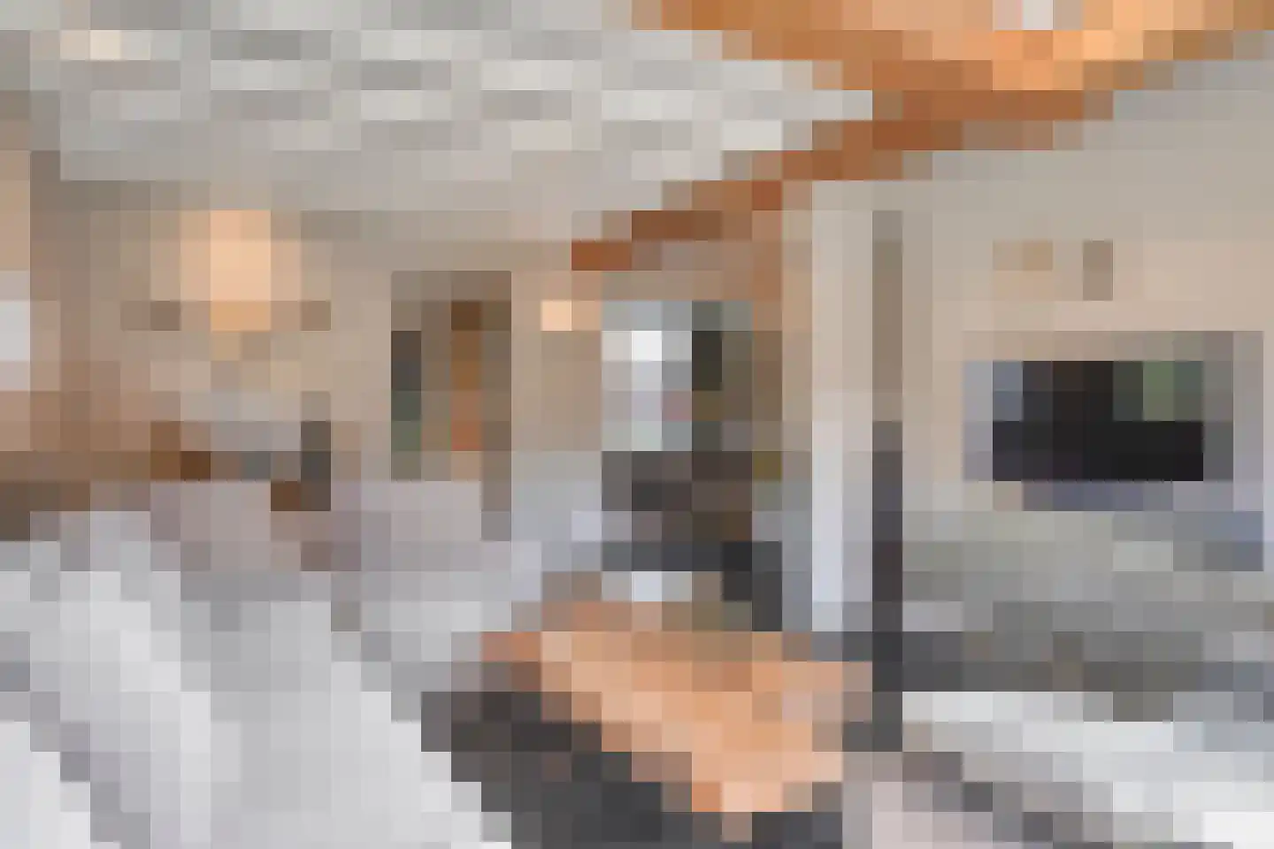 Burgemeester van Erpstraat 60 Berghem thumbnail 25
