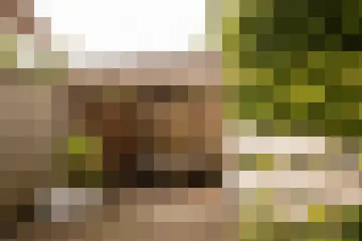 Burgemeester van Hövell tot Westerflierpad 11 Halfweg thumbnail 21