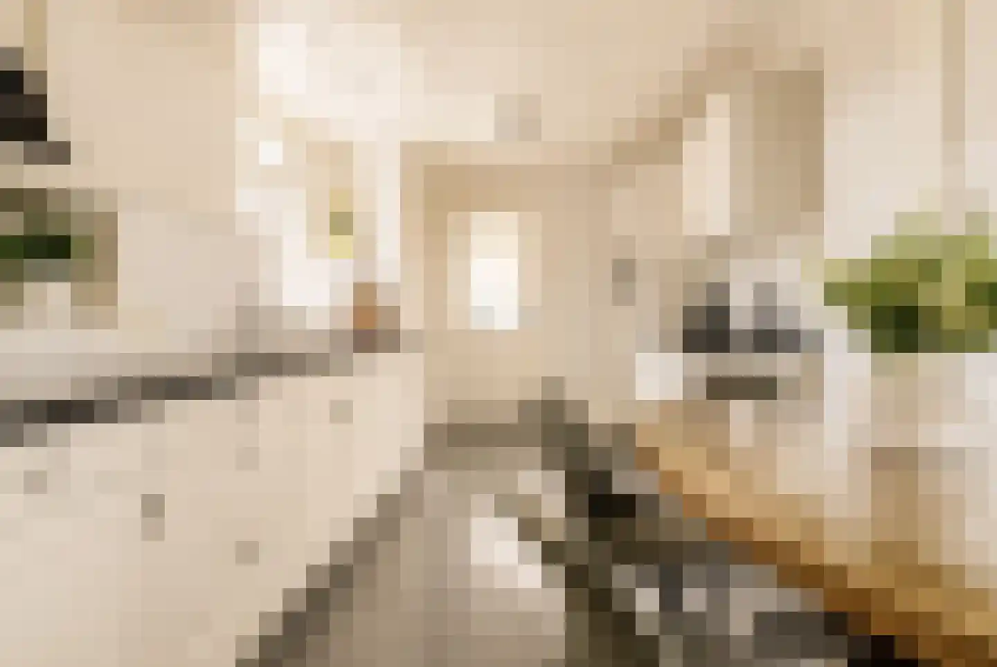 Burgemeester van Loonstraat 73 Steenbergen thumbnail 11