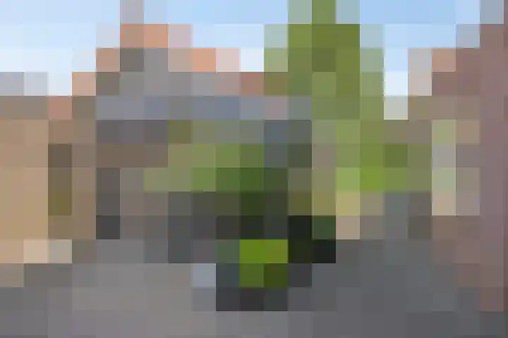 Burgemeester van Poppelstraat 130 Gilze thumbnail 21