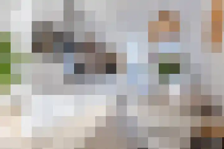 Burgemeester Van Stapelestraat 7 Tholen thumbnail 18