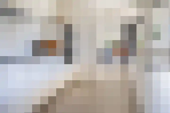 Burgemeester vd Boschlaan 49 Leersum thumbnail 9