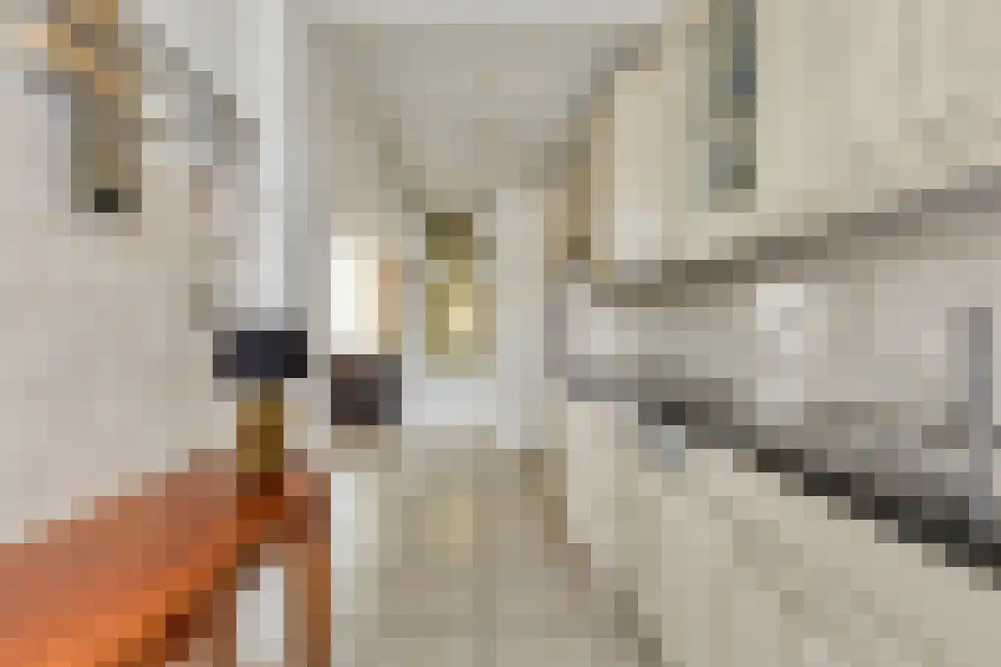 Burgemeesters Godschalxstraat 64 's-Hertogenbosch thumbnail 13
