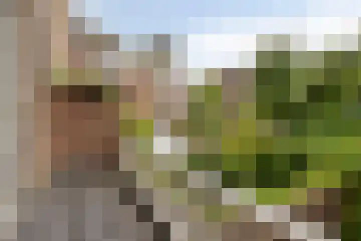 Burgemeestersplein 11 Arnhem thumbnail 24