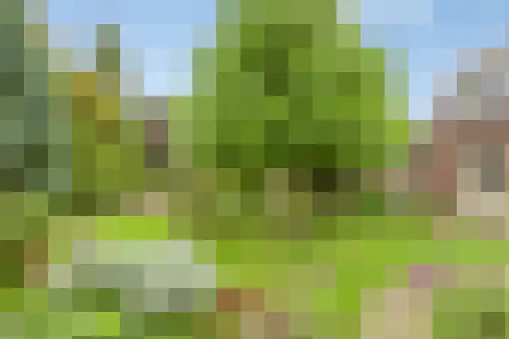 Burgemeet 35 Poortvliet thumbnail 24