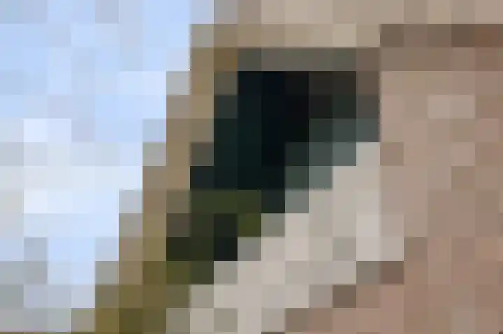 Burgerkamp 2 Loozen thumbnail 54
