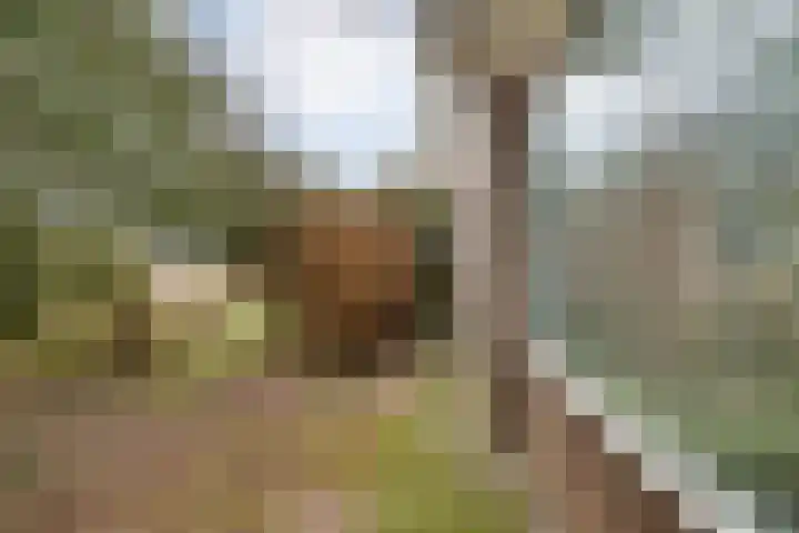 Burgerkamp 2 Loozen thumbnail 55