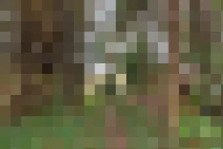 Burgerkamp 2 Loozen thumbnail 58