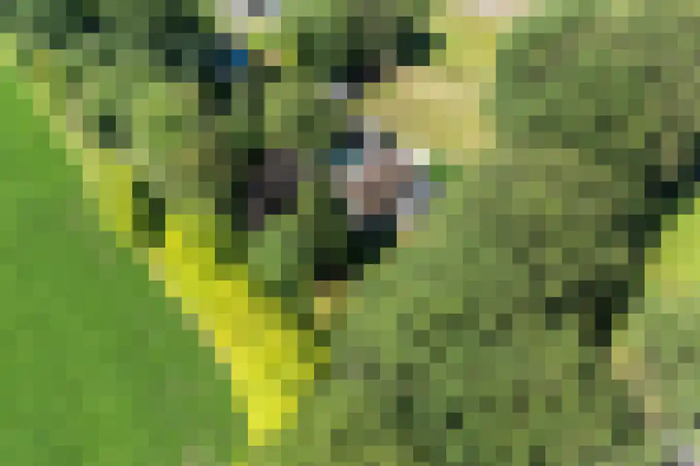Burgerkamp 5 Loozen thumbnail 9