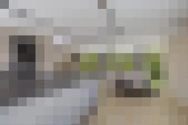 Burggraaf 13 Heerenveen thumbnail 15