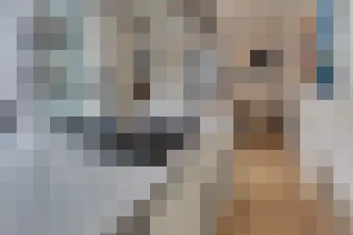 Burgtstraat 4 Harderwijk thumbnail 24