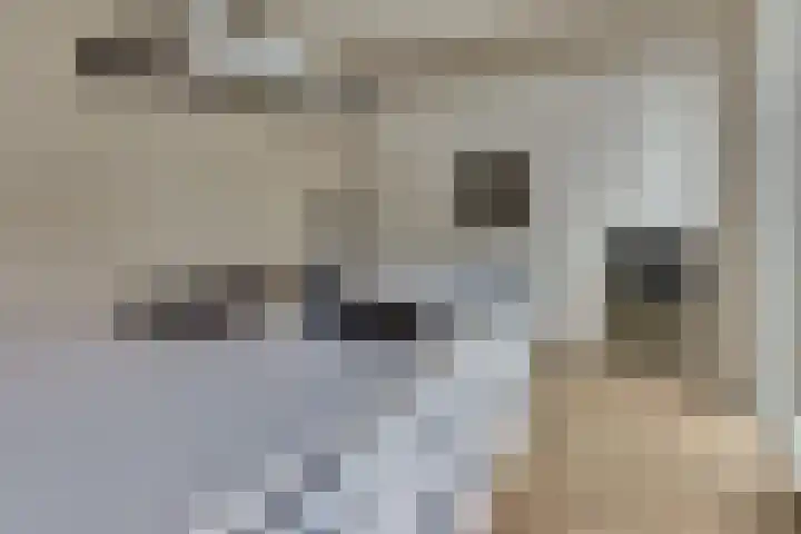 Burgtstraat 4 Harderwijk thumbnail 27