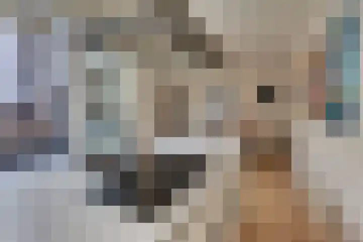 Burgtstraat 4 Harderwijk thumbnail 30
