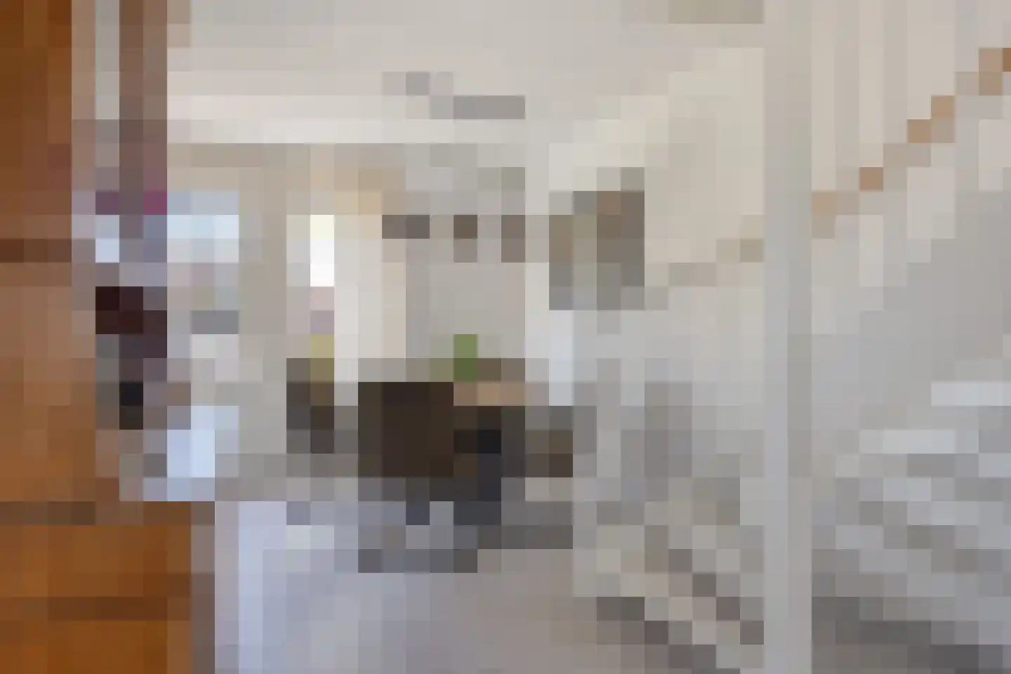 Burgveldweg 8 Meerlo thumbnail 16