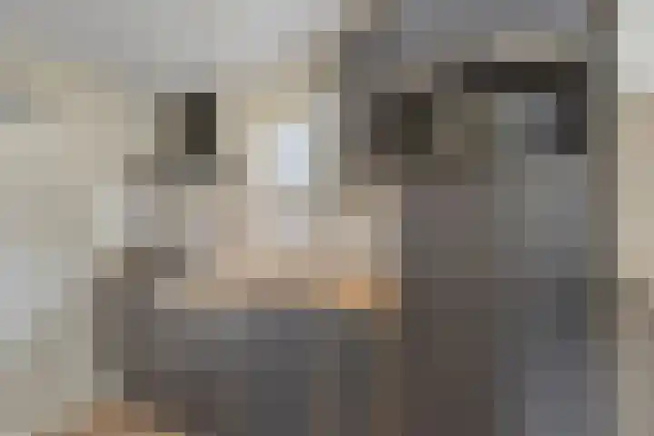 Burgvliet 92 Oostkapelle thumbnail 4
