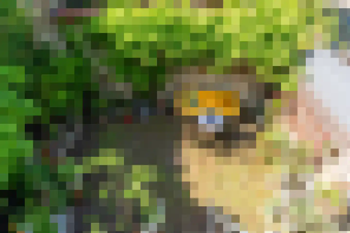 Burgwal 96 Haarlem thumbnail 38