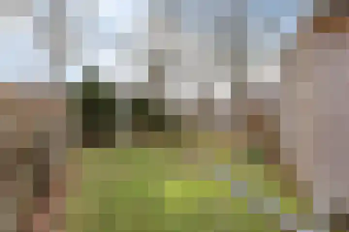 Burmanialân 1 Bakkeveen thumbnail 44