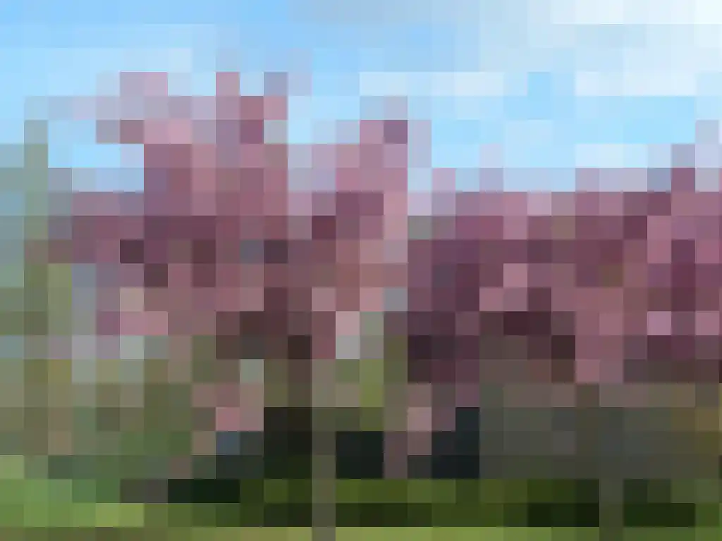 Burnousstraat 33 Purmerend thumbnail 28