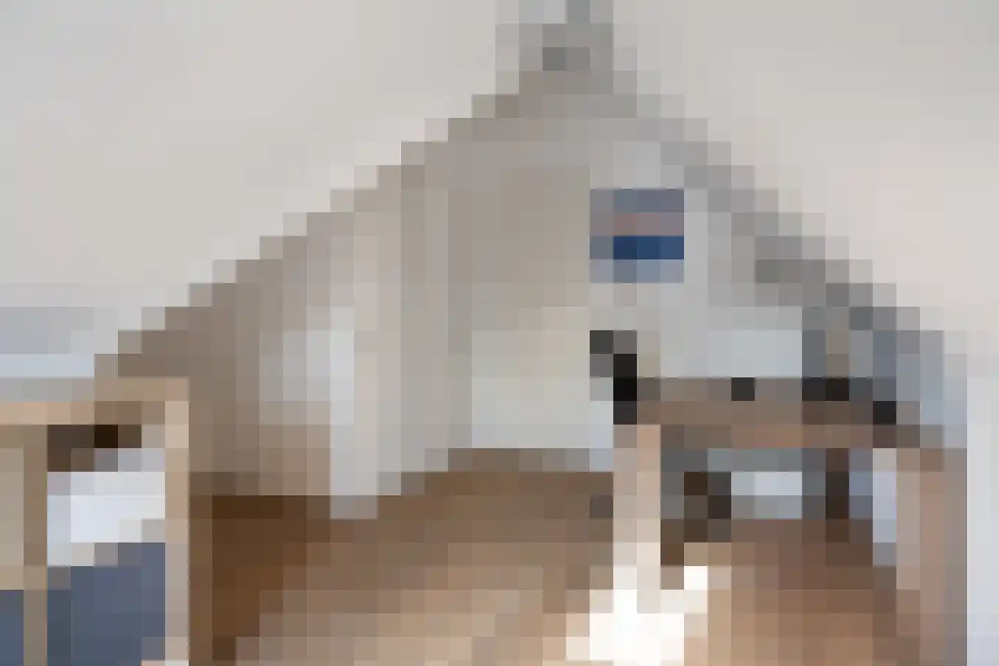 Burrefeart 30 Franeker thumbnail 60
