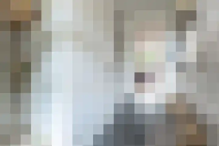 Buru 13 Barneveld thumbnail 12