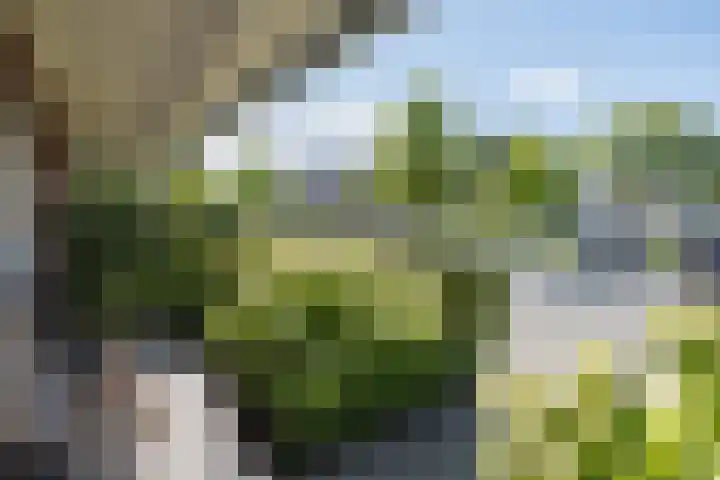 Buru 13 Barneveld thumbnail 43