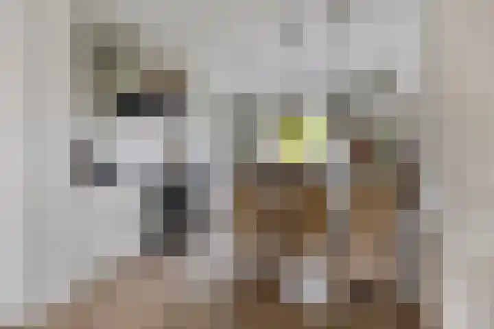 Buru 7 Barneveld thumbnail 13