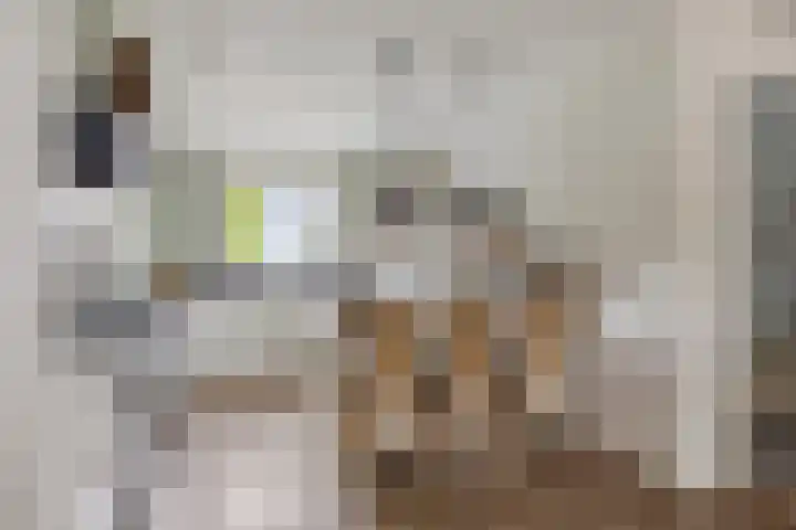 Buru 7 Barneveld thumbnail 14