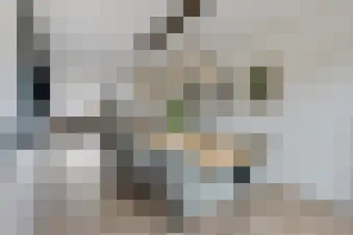 Busschieterslaan 4 Etten-Leur thumbnail 19