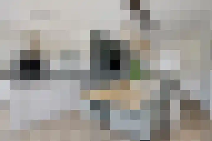 Busschieterslaan 4 Etten-Leur thumbnail 20