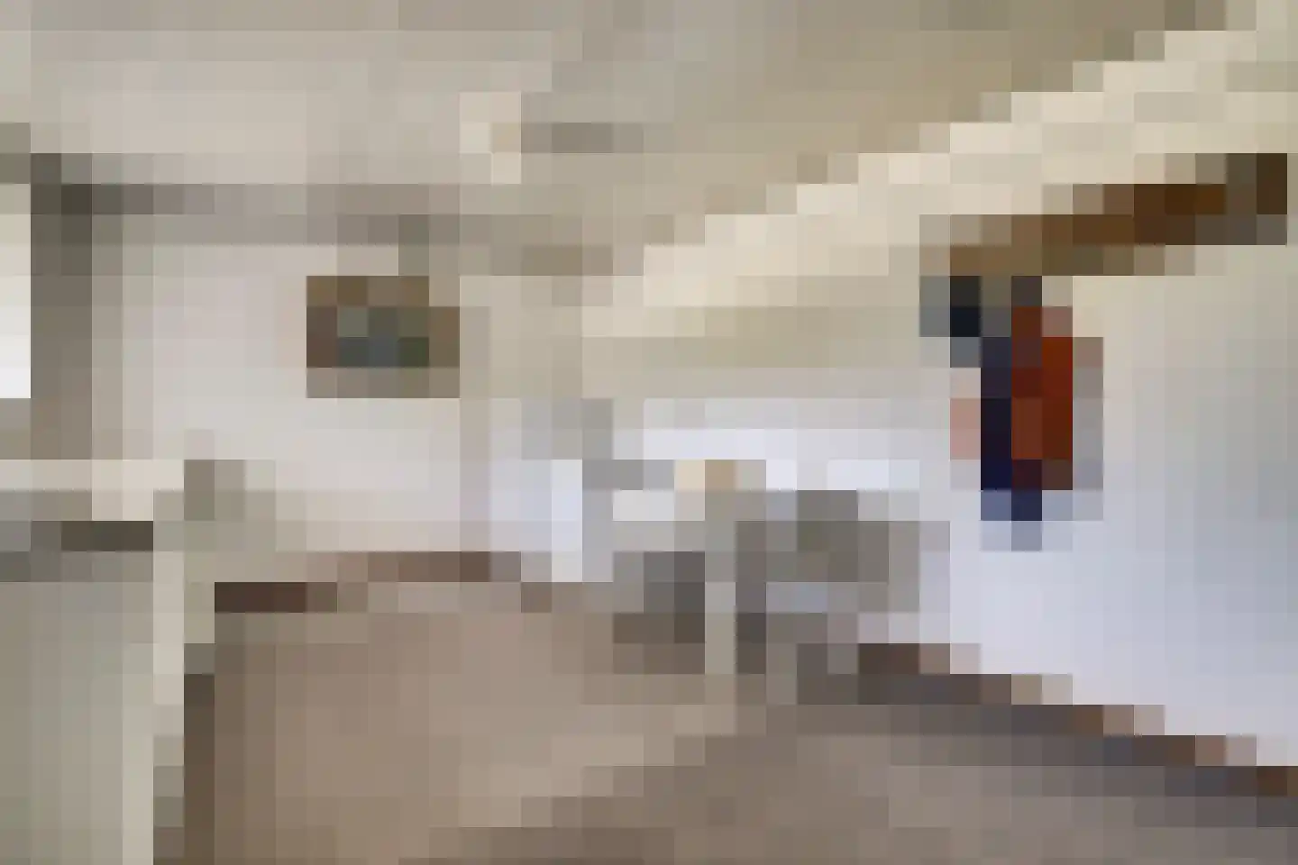 Busserstraat 8 Meijel thumbnail 39