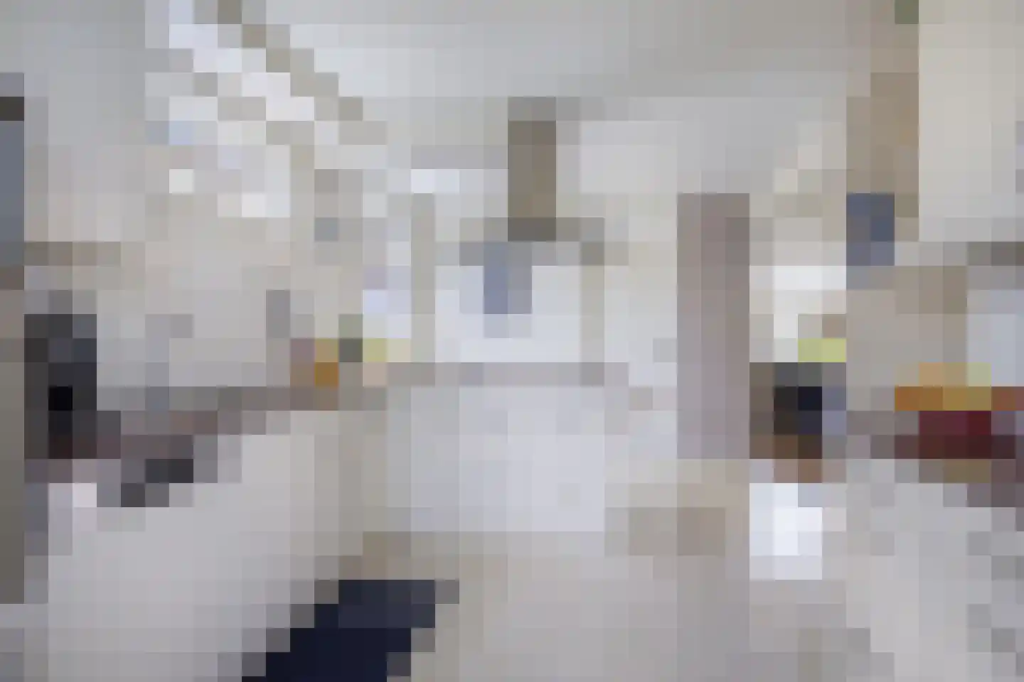 Bûterwâl 8 Akkrum thumbnail 20