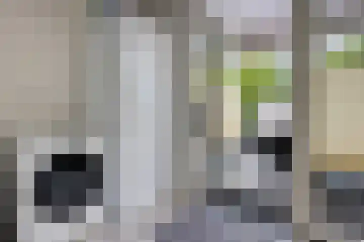 Bûtewacht 47 Drachten thumbnail 10