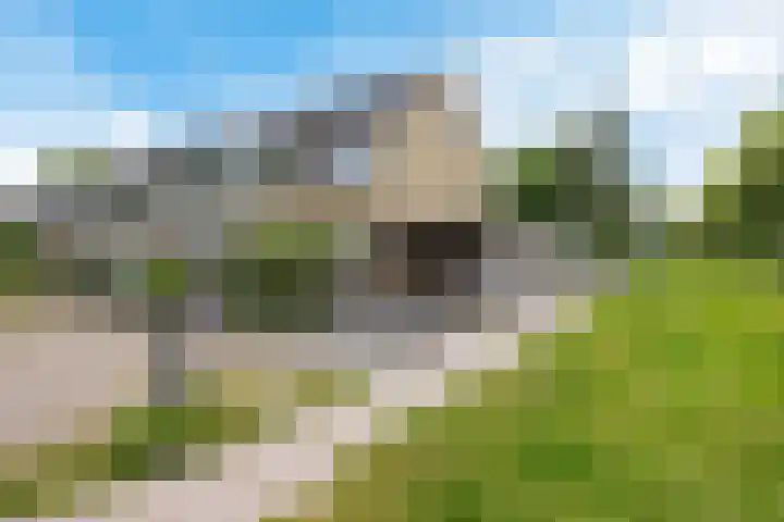 Bûtewacht 47 Drachten thumbnail 7