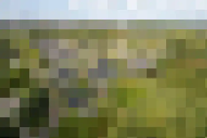Bûtewacht 65 Drachten thumbnail 17