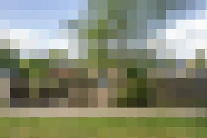 Bûtewacht 65 Drachten thumbnail 20