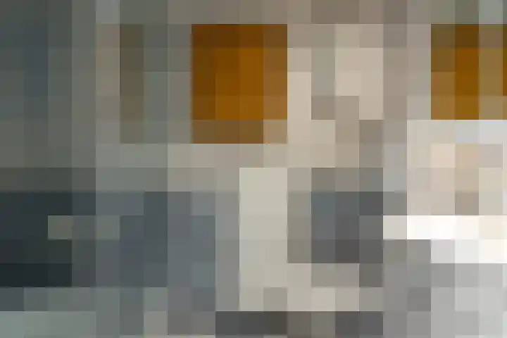 Bûtewacht 65 Drachten thumbnail 39