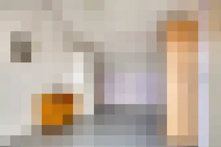 Butterwoud 22 Zwaag thumbnail 18