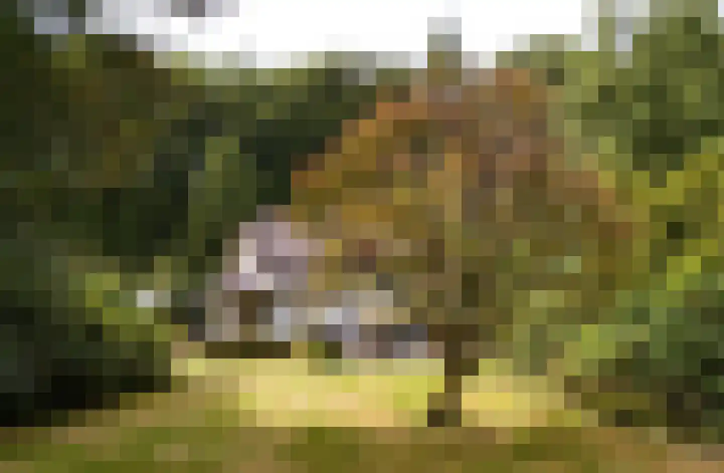 Buunderkamp 9 Wolfheze thumbnail 37