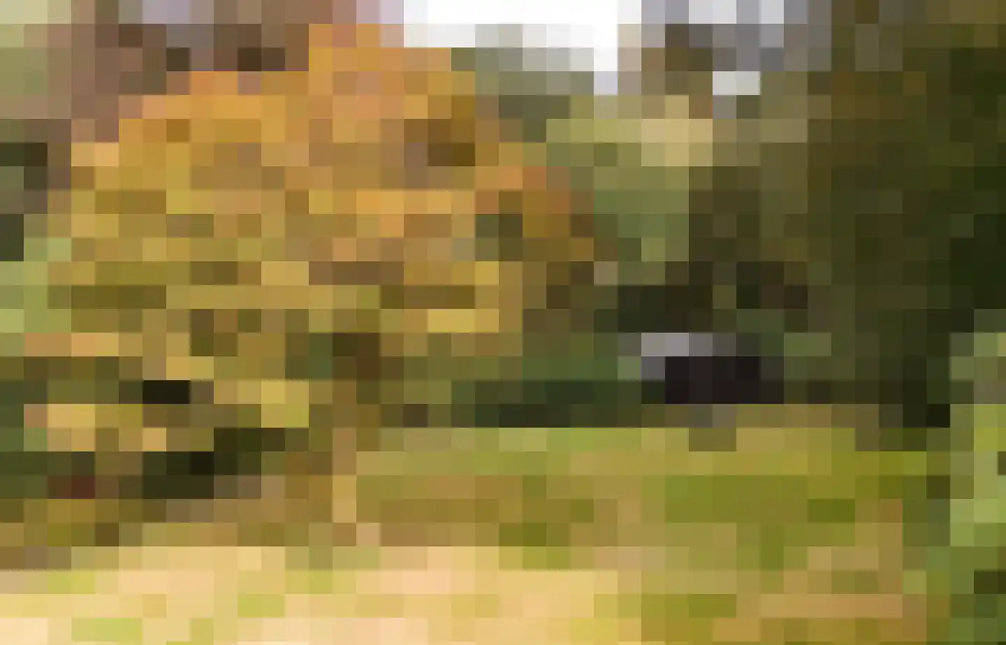 Buunderkamp 9 Wolfheze thumbnail 46